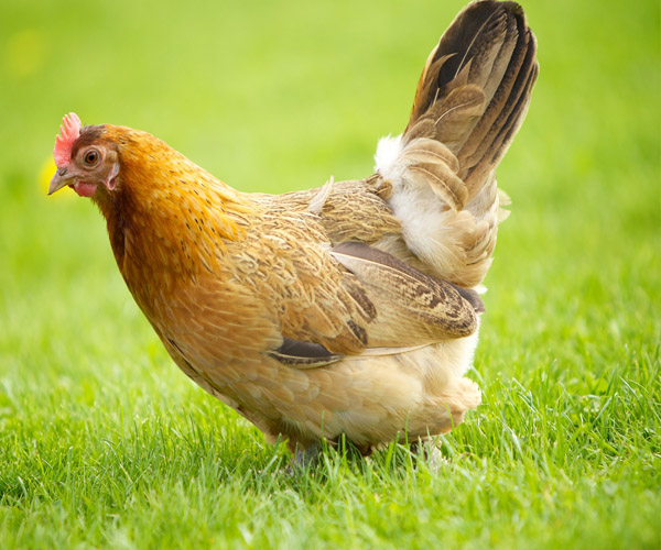 تصویر رویداد